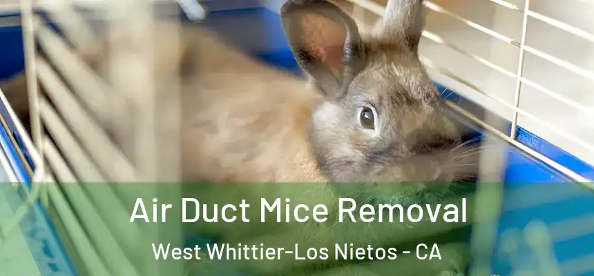  Air Duct Mice Removal West Whittier-Los Nietos - CA