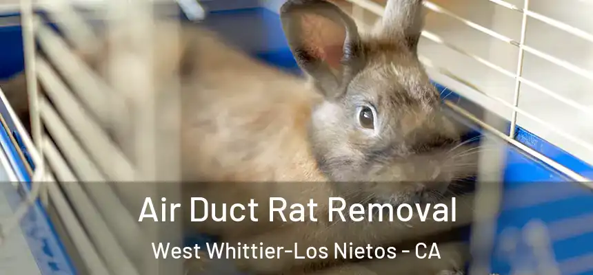  Air Duct Rat Removal West Whittier-Los Nietos - CA